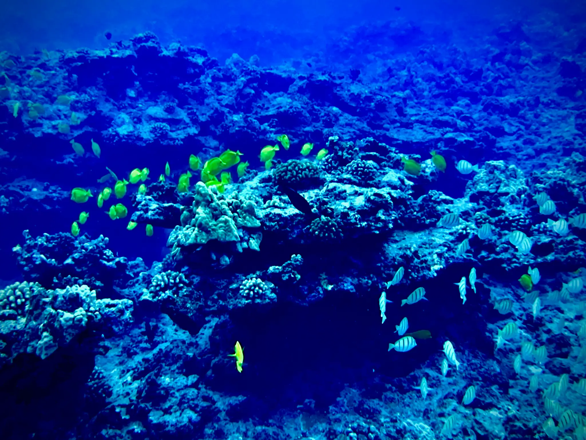 Coral Reef