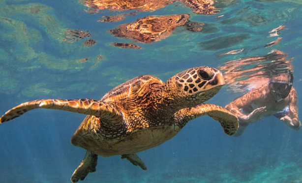 Sea Turtle Snorkeling