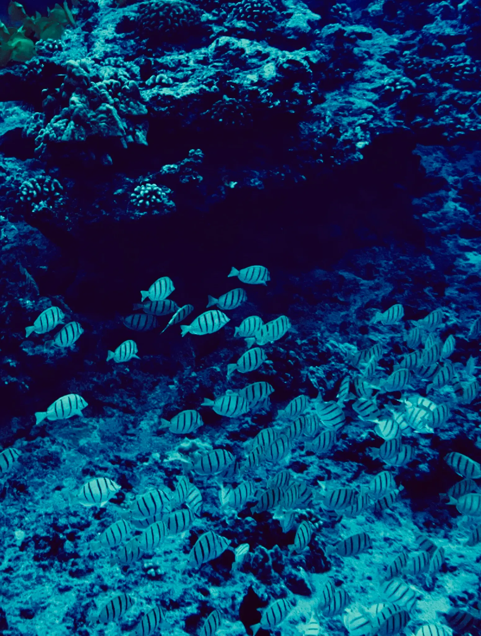 Sergeant Major Fish