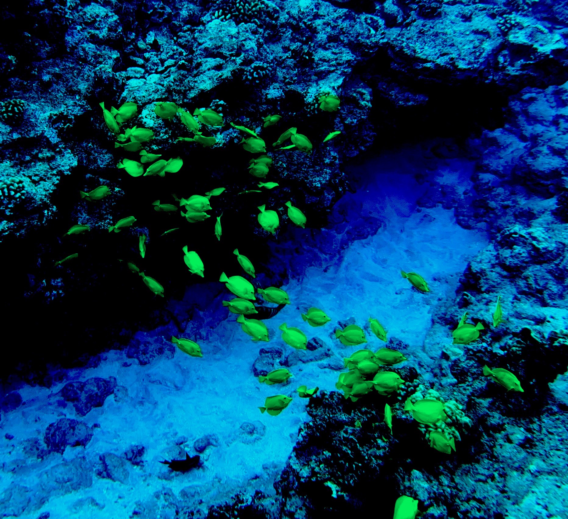 Tropical Fish
